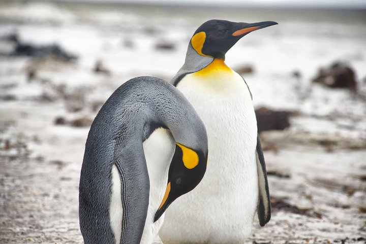 Königspinguine auf den Falkland Inseln