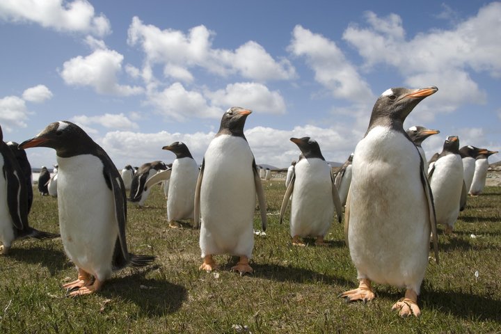 Eselspinguine