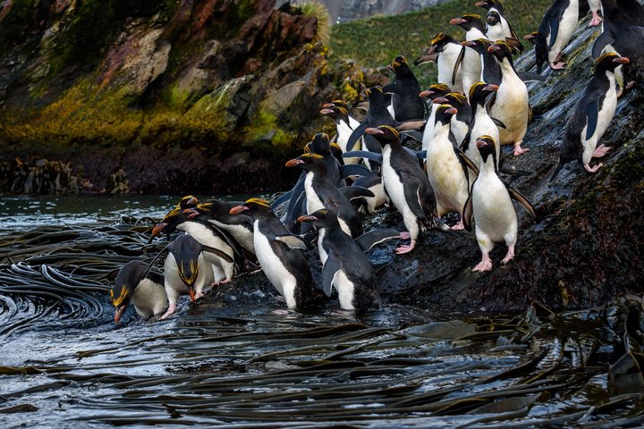 Macaronipinguine in Südgeorgien Macaronipinguine in Südgeorgien