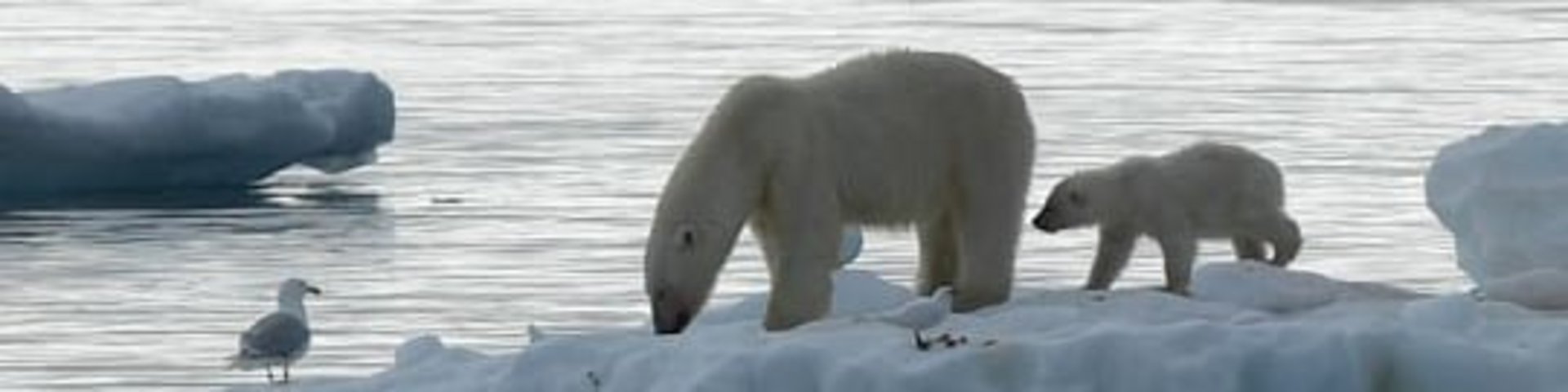 Eisbären auf Eisscholle