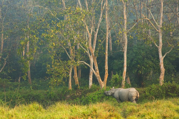 Panzernashorn Chitwan Nationalpark