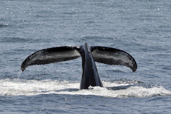 Abtauchende Walflosse