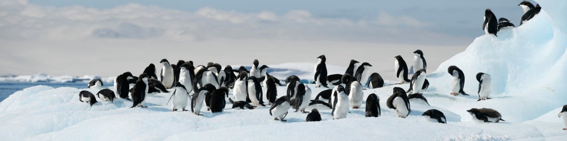 Adeliepinguine in der Antarktis