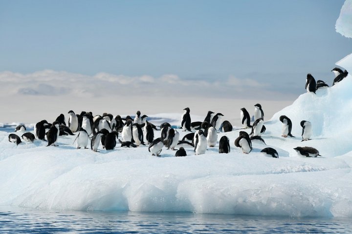 Adeliepinguine in der Antarktis