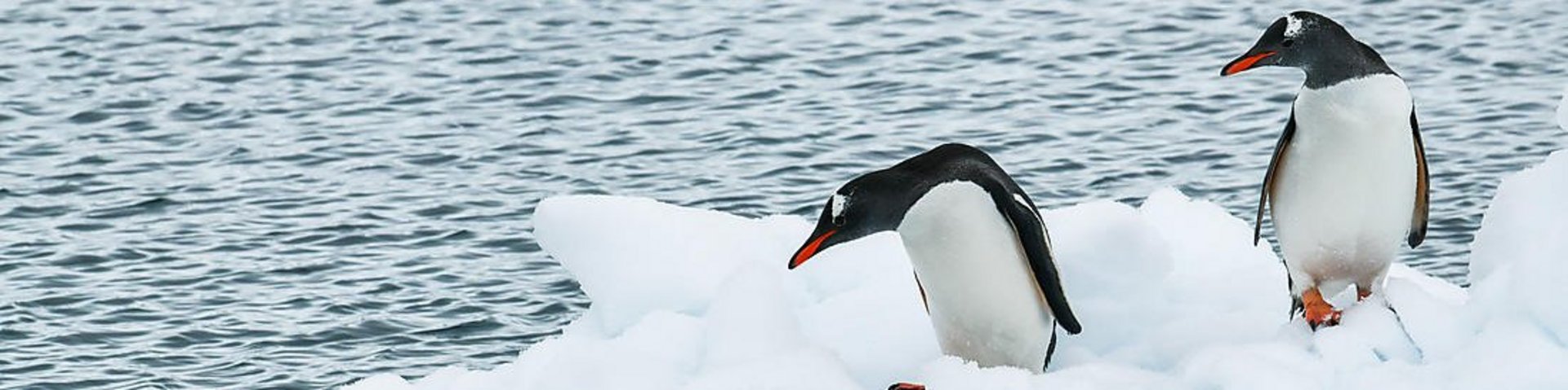 Eselspinguine auf einer Eisscholle Eselspinguine auf einer Eisscholle