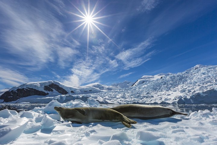 Sonnende Robbe in Antarktika