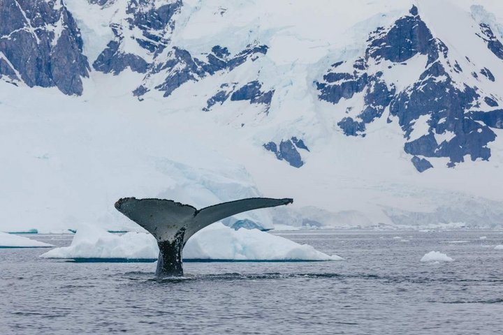 Walflosse eines abtauchenden Wals