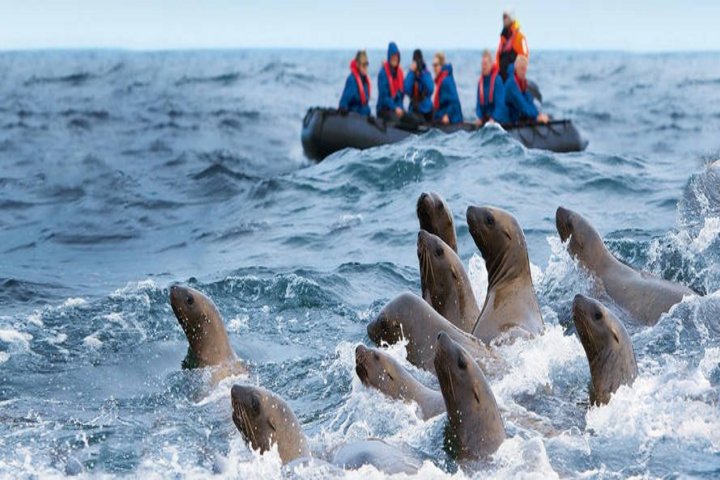 Seehunde im Pazifischen Ozean