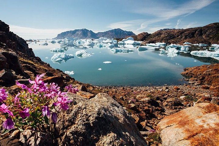 Traumhafter Ausblick auf Bucht in Grönland, Sermilik, mit Blumenpracht