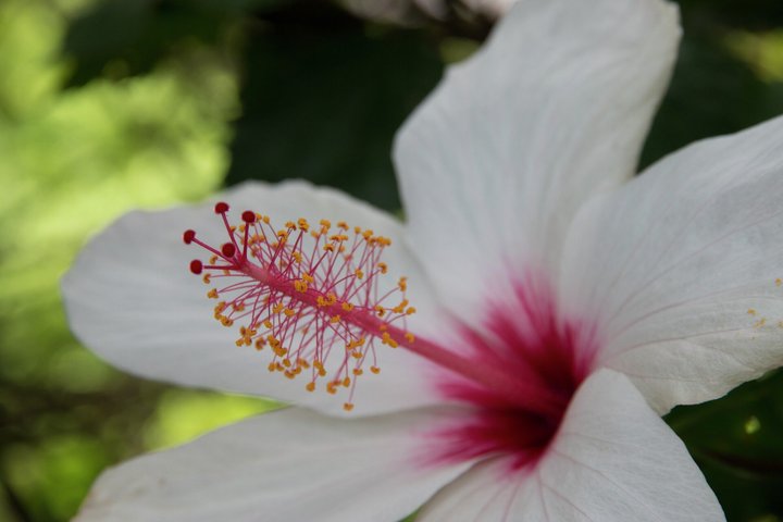 Blume auf den Kapverdischen Inseln
