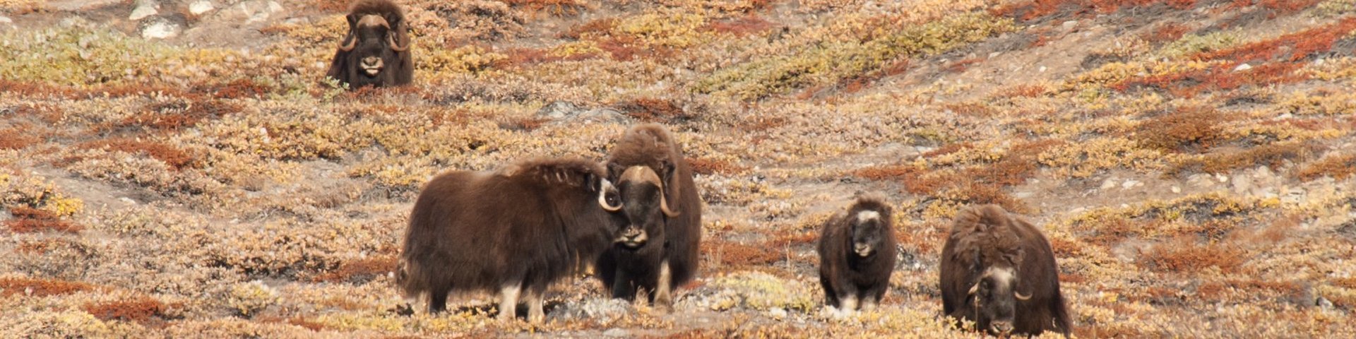 Moschusochse in Grönland Moschusochse in Grönland
