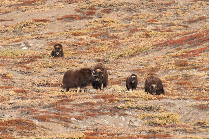 Moschusochse in Grönland