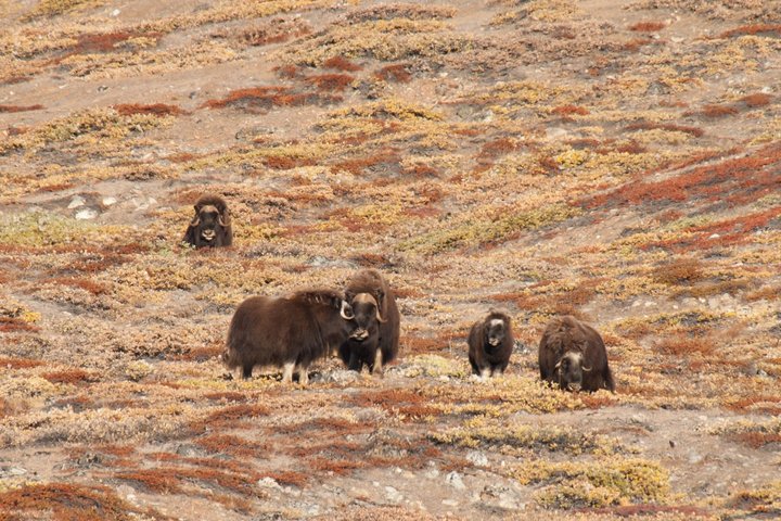 Moschusochse in Grönland Moschusochse in Grönland