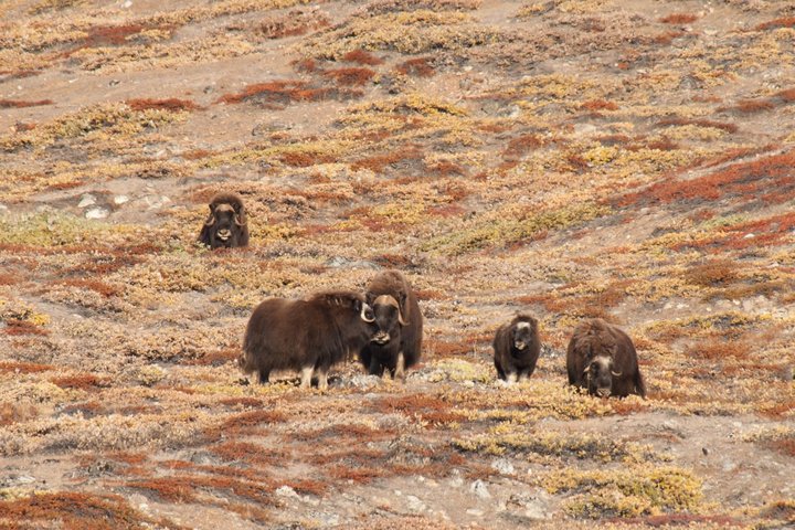 Moschusochse in Grönland
