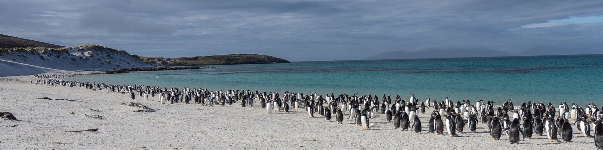 Pinguinen Kolonie Carcass Island
