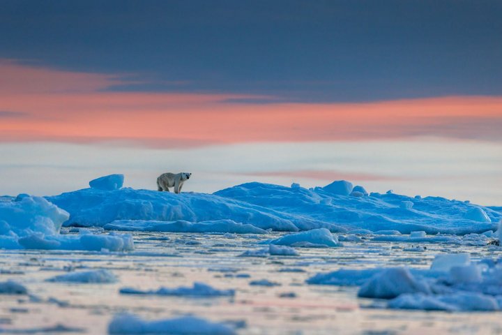 Eisbär auf Grönland