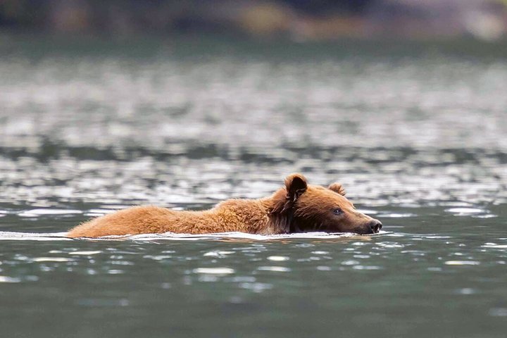Braunbär im Wasser schwimmend Braunbär im Wasser schwimmend