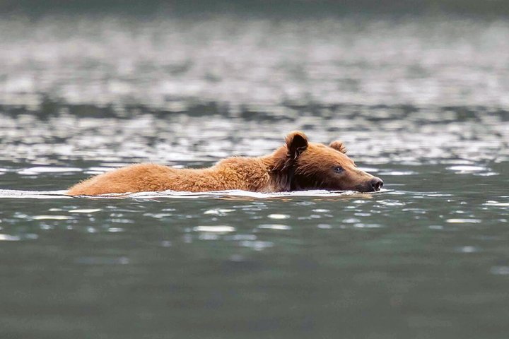 Schwimmender Braunbär