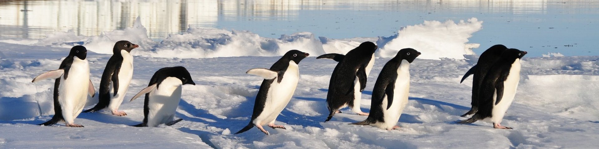 Adéliepinguine am Marschieren Adéliepinguine am Marschieren