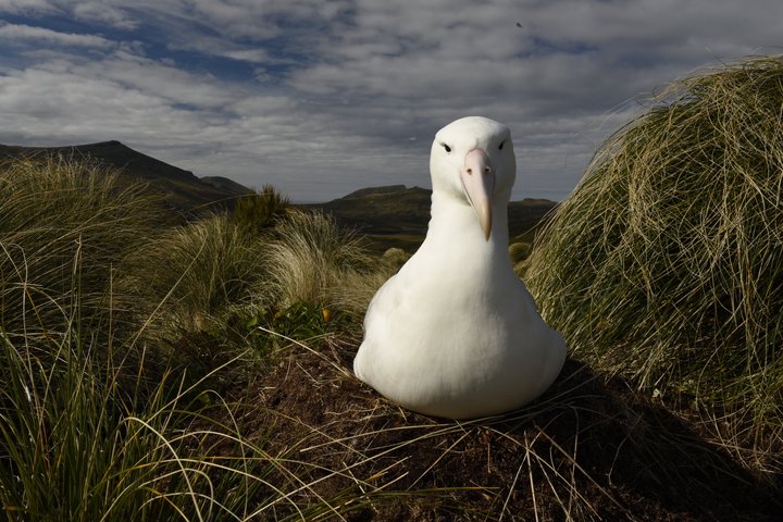 Albatross auf einer subantarktischen Insel von Neuseeland