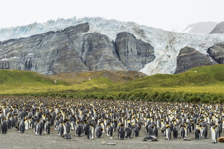 Königspinguine auf Südgeorgien in Gold Harbour