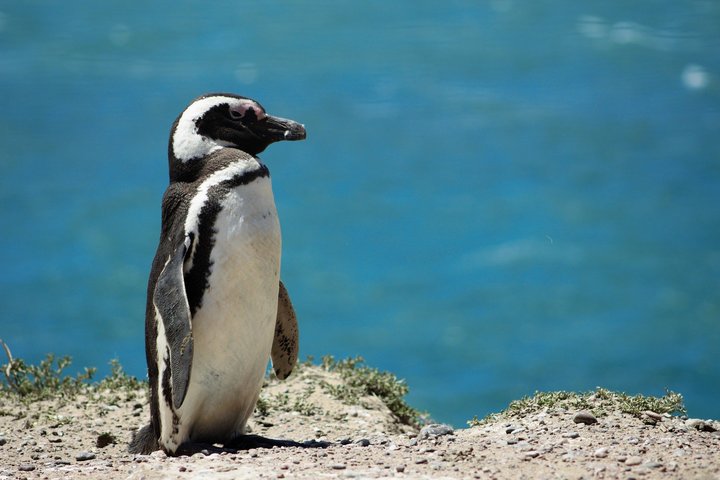 Pinguin am Strand