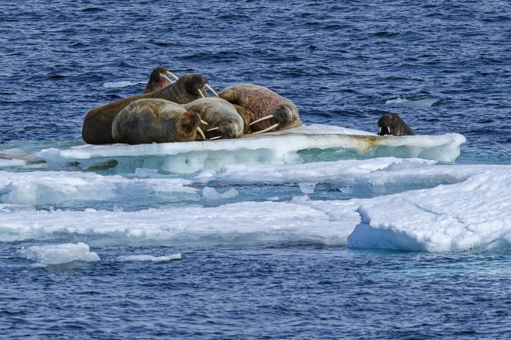 Walrosse auf einer Eisscholle