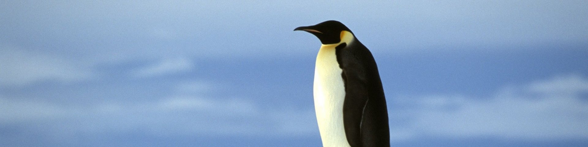 Kaiserpinguin in der Region Weddellmeer