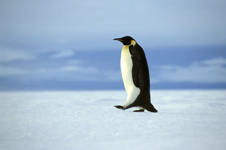 Kaiserpinguin in der Region Weddellmeer