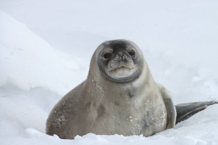 Robbe in der Antarktis