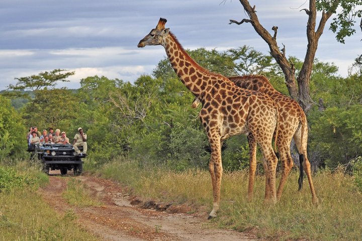 Giraffen