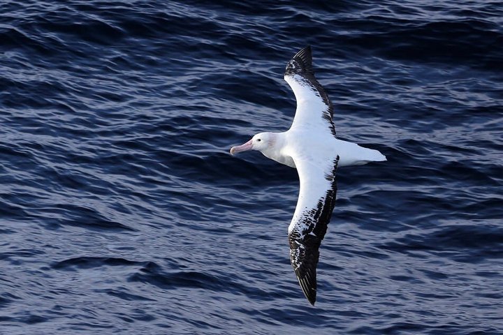 Albatros über dem Meer