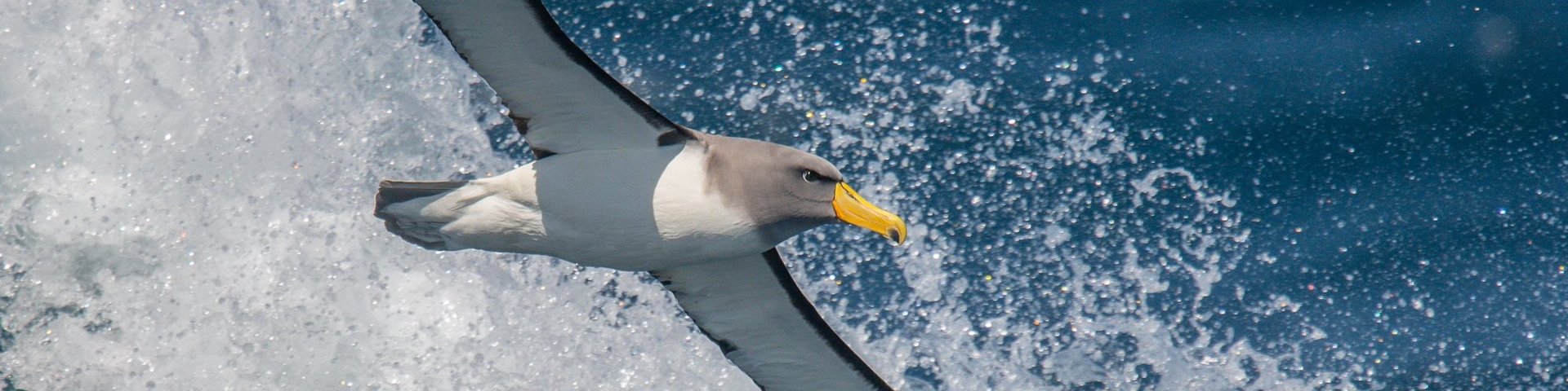 Albatros im Südpazifik