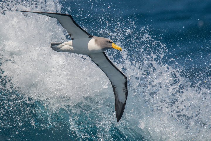 Albatros im Südpazifik