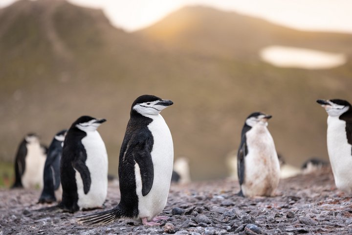Zügelpinguine in der Antarktis Zügelpinguine in der Antarktis