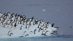 Adeline Pinguine auf Eisscholle