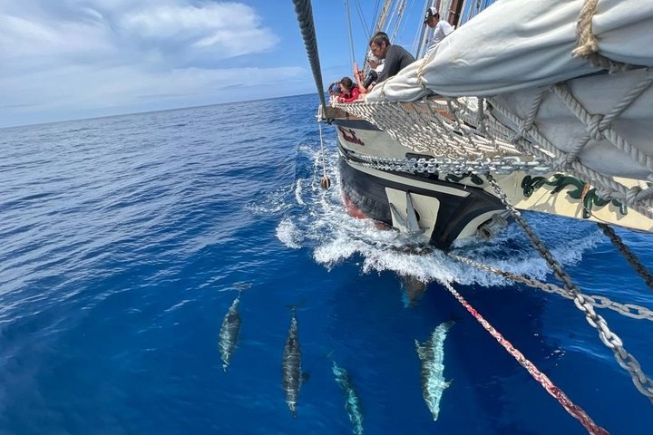 Delfine vor dem Bug der Florette