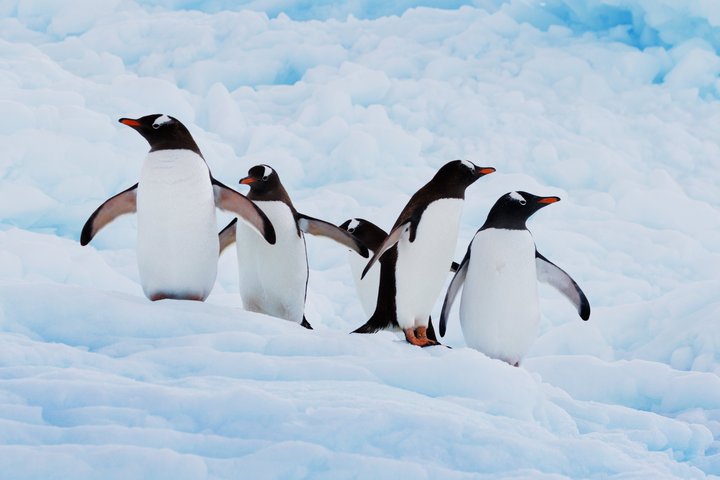 Eselspinguine in der Antarktis