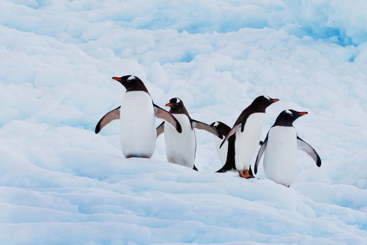 Eselspinguine in der Antarktis Eselspinguine in der Antarktis