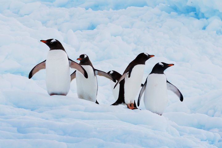 Eselspinguine in der Antarktis