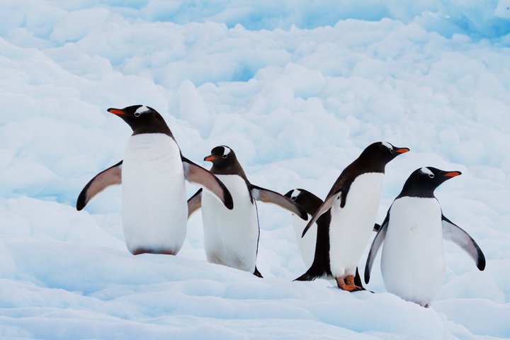 Eselspinguine in der Antarktis