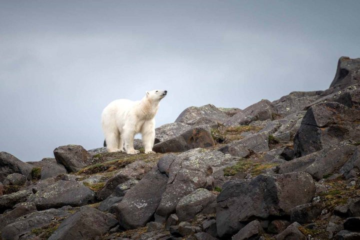 Eisbär auf Geröllhalde