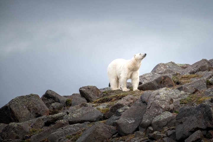 Eisbär auf Geröllhalde