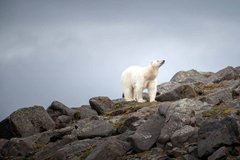 Eisbär auf einem Felsen
