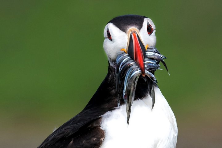 Papageientaucher mit Beute im Schnabel