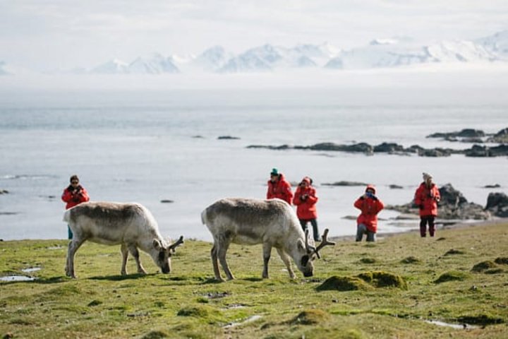 Rentiere auf Spitzbergen