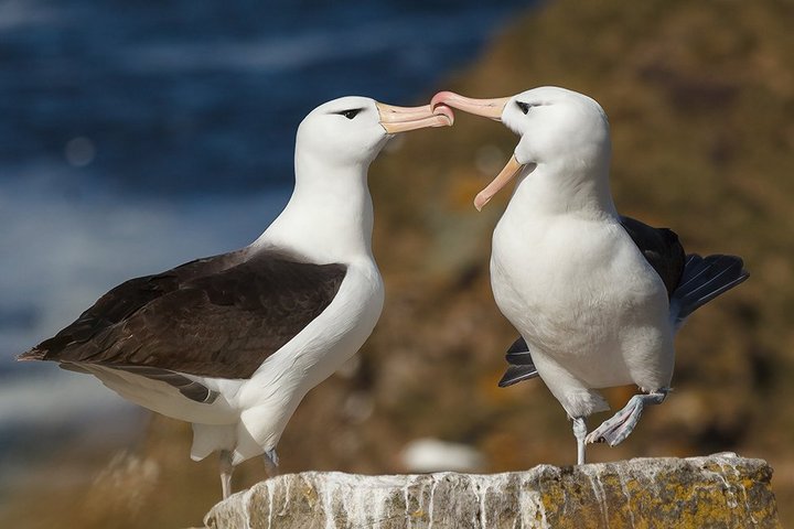 Albatrosse ©David Merron