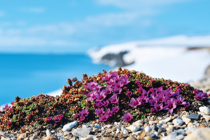 Blumen auf Spitzbergen