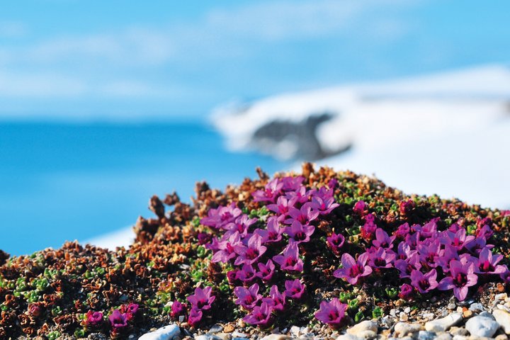 Blumen auf Spitzbergen