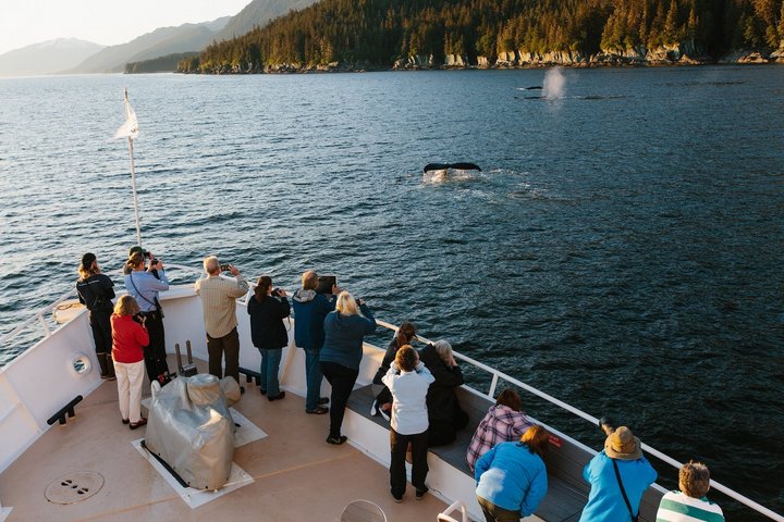 Wale von Deck aus beobachten